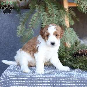 Amber, Mini Goldendoodle Puppy